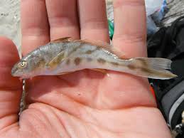 Image result for Menticirrhus saxatilis