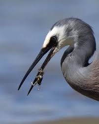 Attēlu rezultāti vaicājumam “Drepanocladus trifarius”