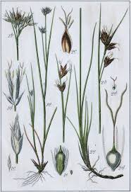 Attēlu rezultāti vaicājumam “Rhynchospora fusca”