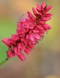 Attēlu rezultāti vaicājumam “Bistorta major fruit”