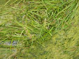 Attēlu rezultāti vaicājumam “Sparganium erectum aggr. leaf”