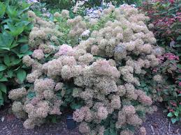 Attēlu rezultāti vaicājumam “Hydrangea arborescens”
