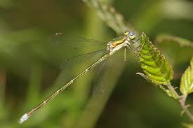 Attēlu rezultāti vaicājumam “Lestes virens”