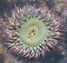 Attēlu rezultāti vaicājumam “Anemone”