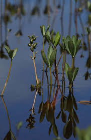 Attēlu rezultāti vaicājumam “Menyanthes trifoliata fruit”