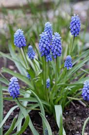 Attēlu rezultāti vaicājumam “Muscari armeniacum flower”