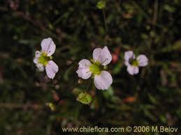 Attēlu rezultāti vaicājumam “Alisma lanceolatum”