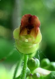 Attēlu rezultāti vaicājumam “Scrophularia nodosa flower”