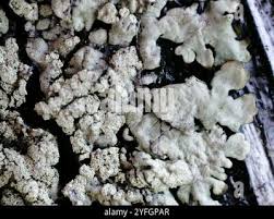 Attēlu rezultāti vaicājumam “Parmeliopsis ambigua”