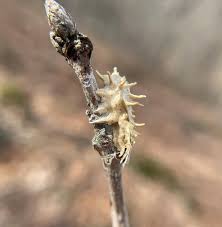 Attēlu rezultāti vaicājumam “Akanthomyces aculeatus”