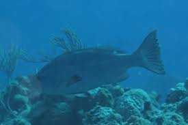 Image result for Mycteroperca interstitialis