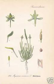 Attēlu rezultāti vaicājumam “Myosurus minimus”