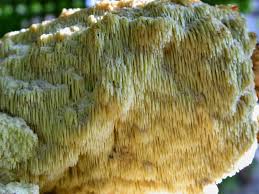 Attēlu rezultāti vaicājumam “Sarcodontia crocea”