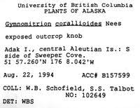 Attēlu rezultāti vaicājumam “Trilophozia quinquedentata”
