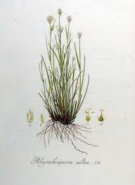 Attēlu rezultāti vaicājumam “Rhynchospora alba”