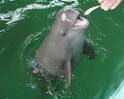 CMS: Neophocaena phocaenoides, Finless porpoise