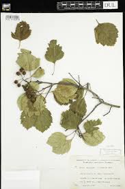 Attēlu rezultāti vaicājumam “Crataegus chrysocarpa”