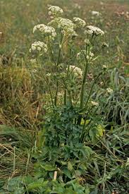 Attēlu rezultāti vaicājumam “Angelica palustris”