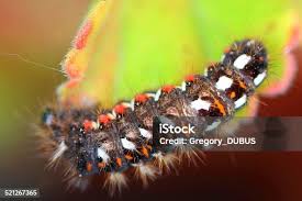 Attēlu rezultāti vaicājumam “Acronicta rumicis imago”