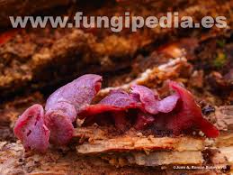 Attēlu rezultāti vaicājumam “Ascocoryne cylichnium”