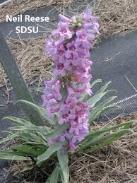 Attēlu rezultāti vaicājumam “Scrophulariaceae”