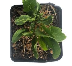 Attēlu rezultāti vaicājumam “Armoracia rusticana”