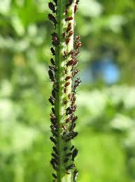 Attēlu rezultāti vaicājumam “Griselda ustomaculana”