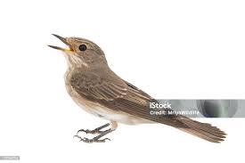 Attēlu rezultāti vaicājumam “Muscicapa striata”