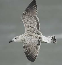 Attēlu rezultāti vaicājumam “Larus marinus”
