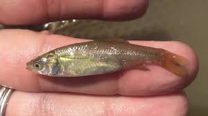 Image result for Mylopharyngodon piceus