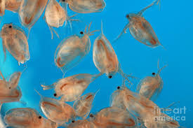 Attēlu rezultāti vaicājumam “Tubifera magna”