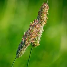 Attēlu rezultāti vaicājumam “Alopecurus pratensis fruit”