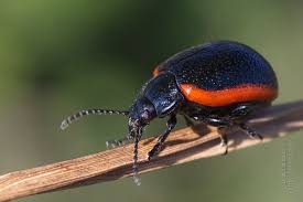 Attēlu rezultāti vaicājumam “Chrysolina sanguinolenta”
