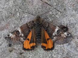 Attēlu rezultāti vaicājumam “Archiearis parthenias”