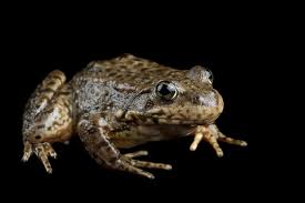 Attēlu rezultāti vaicājumam “Nardia geoscyphus”