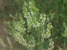Attēlu rezultāti vaicājumam “Melilotus albus leaf”