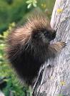 porcupine pronunciation