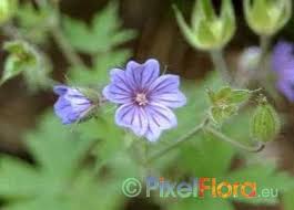 Attēlu rezultāti vaicājumam “Geranium bohemicum”