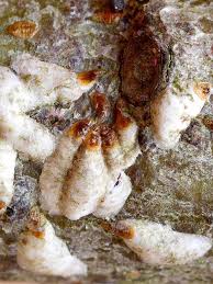 Attēlu rezultāti vaicājumam “Chionaspis salicis”