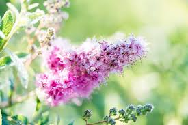 Attēlu rezultāti vaicājumam “Spiraea salicifolia flower”