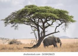 Attēlu rezultāti vaicājumam “Sacchiphantes abietis exuvia”