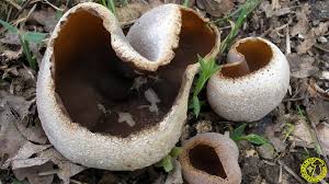 Attēlu rezultāti vaicājumam “Peziza repanda”