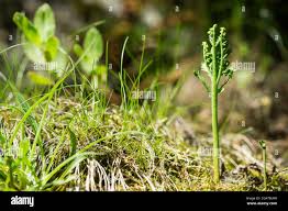 Attēlu rezultāti vaicājumam “Botrychium matricariifolium”