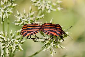Attēlu rezultāti vaicājumam “Graphosoma lineatum imago”