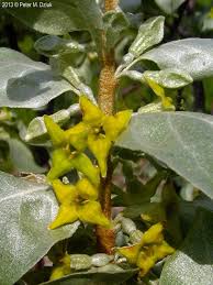 Attēlu rezultāti vaicājumam “Elaeagnus commutata”