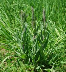 Attēlu rezultāti vaicājumam “Arabis glabra”