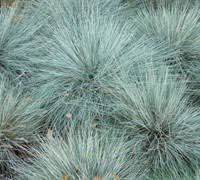 Attēlu rezultāti vaicājumam “Festuca ovina”