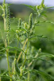 Attēlu rezultāti vaicājumam “Ambrosia artemisiifolia bud”