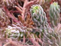 Attēlu rezultāti vaicājumam “Sedum sexangulare flower”