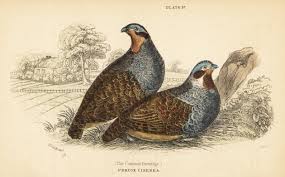 Attēlu rezultāti vaicājumam “Perdix perdix”